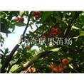 供应莲雾苗、桂林莲雾苗、广西果苗批发 