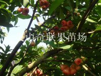 供应莲雾苗、桂林莲雾苗、广西果苗批发 