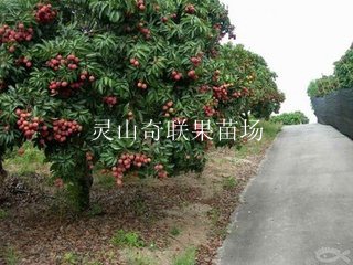 桂林荔枝苗/广西荔枝苗/灵山奇联果苗场 