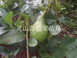 灵山奇联果苗场/灵山柠檬苗/广西柠檬苗 