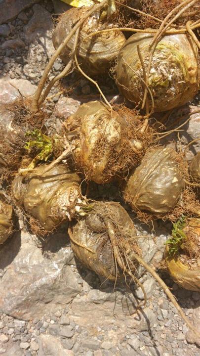 丽江玛卡干果 