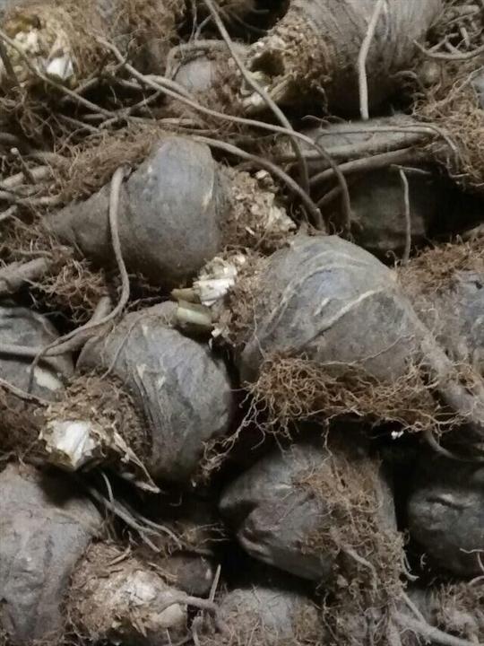 丽江玛卡鲜果黑鲜果 