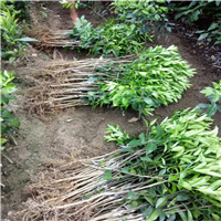 广西沃柑苗基地a灵山沃柑苗
