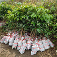 灵山荔枝苗基地a广西荔枝树苗