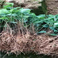广西土伏苓苗a南宁土伏苓苗