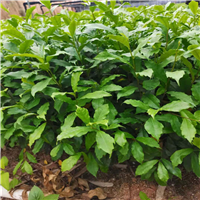 广西白花牛奶价格
