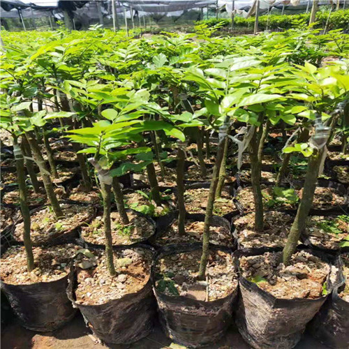 桂林紫肉黄皮苗a南宁紫肉黄皮苗