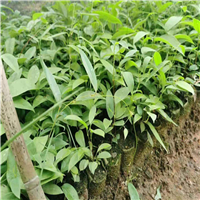 灵山土伏苓苗a钦州土伏苓苗
