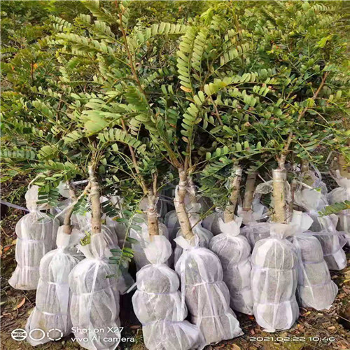 广西油甘果苗a南宁油甘果苗