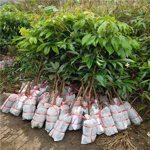 灵山荔枝苗基地a广西荔枝树苗