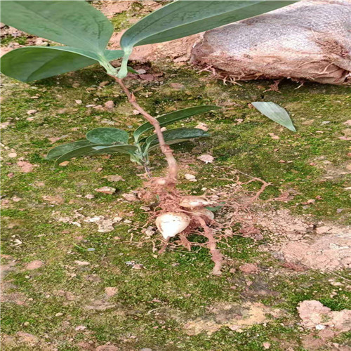 广西土伏苓种苗