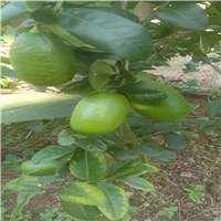 灵山香水柠檬苗a广西柠檬苗