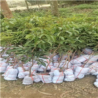 广西荔枝苗价格a灵山荔枝苗
