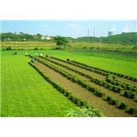 喷播草坪“承接喷播草坪/全国喷播草坪
