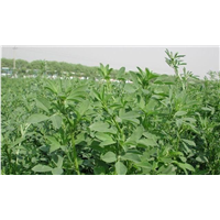 紫花苜蓿种子：边坡草坪种子/批发草坪种子