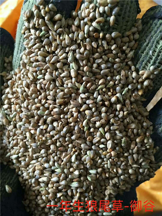 一年生狼尾巴草：广东草籽供应商