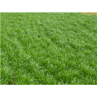 哪里有牧草种子卖？广东哪里有牧草种子卖