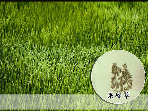 果岭草种子 广东果岭草种子