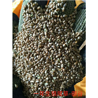 一年生狼尾巴草：广东草籽供应商