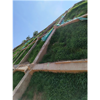 阳江边坡喷播草籽批发