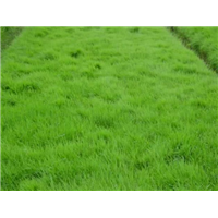 翦股颖草种“草坪种子批发/广西草坪种子