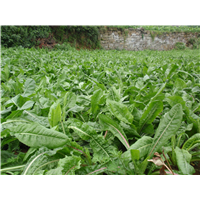 牧草种子”哪里有牧草种子/广东牧草种子
