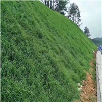 喷播草籽