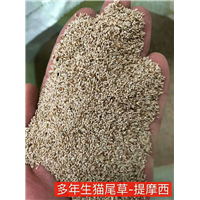猫尾草、广东草籽 深圳草籽