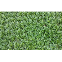 哪里有玉龙草种子卖/广东边坡绿化草籽