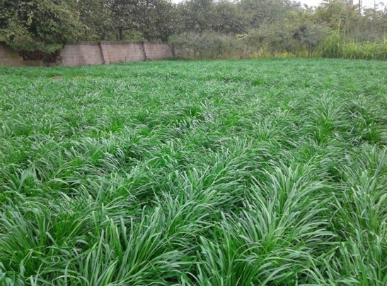黑麦草草籽”草坪种子批发/广东喷播草籽