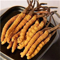 长春冬虫夏草的功效