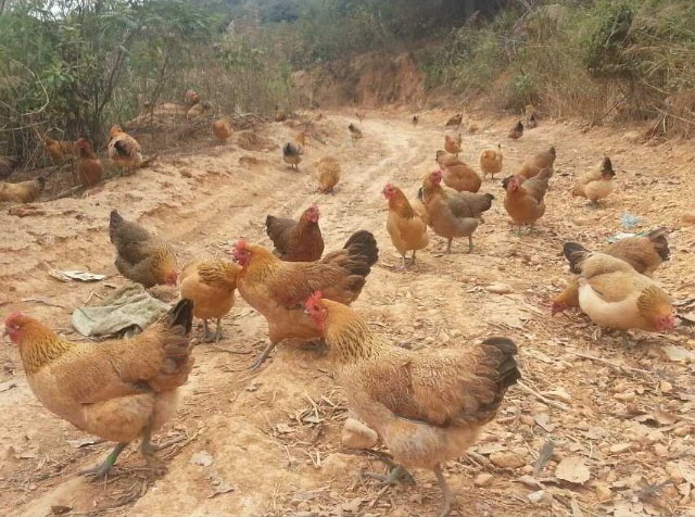南宁瑶鸡出售