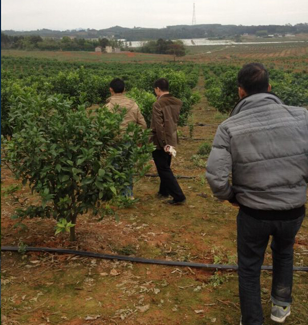 批发酸梅苗|柳州酸梅苗|广西酸梅苗批发 