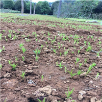 荔浦毛桃苗\桂林毛桃苗\广西果苗基地 