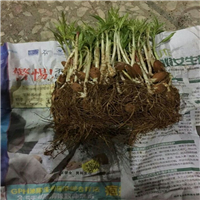 灵山毛桃苗\钦州毛桃苗\广西毛桃苗供应 
