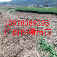 荔浦果苗基地，荔浦砂糖桔苗