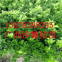 贵州果苗，贵州砂糖桔苗，云南果苗