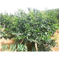 供应沃柑苗|沃柑苗批发|广西沃柑苗基地 