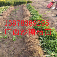 四川砂糖桔苗，贵州砂糖桔