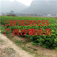 供应云南砂糖桔苗，桂林砂糖桔