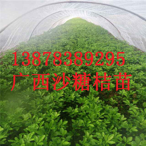 云南砂糖桔苗供应，广西砂糖桔