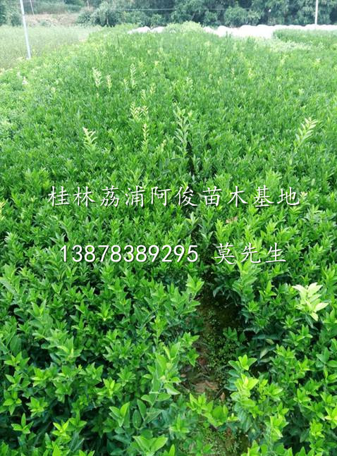 广西南丰蜜桔苗/大量优质南丰蜜桔苗/广西桂林南丰蜜桔苗批发 