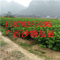 桂林砂糖桔苗批发基地，供应砂糖桔