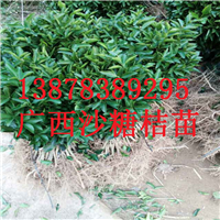 荔浦砂糖桔苗批发，广西砂糖桔