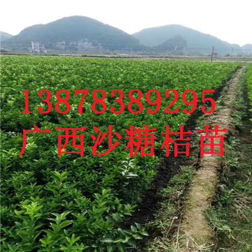 云南砂糖桔苗供应，广西果苗