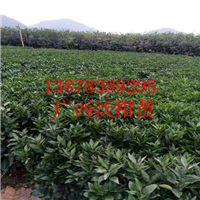 广西沃柑苗，桂林沃柑苗，云南沃柑苗