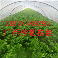 桂林砂糖桔苗，桂林果苗基地