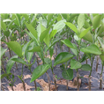 供应茂谷柑苗（当年） 