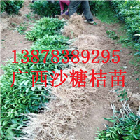 桂林砂糖桔苗批发，贵州砂糖桔供应
