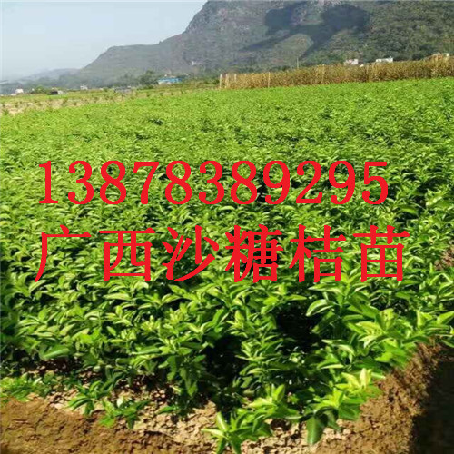 桂林果苗场，广西砂糖桔